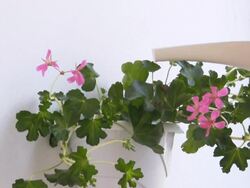 Watering potted plants Stock Footage