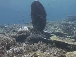 Shipwreck Remains Stock Footage