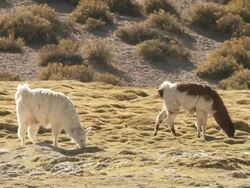 MS Shot of two Llama, Lama Glama on altiplano in Andes mountains grazing / San Pedro de Atacama, Norte Grande, Chile Stock Footage
