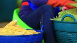 Farmer Harvest Corncobs Stock Footage