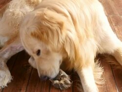 Golden Retriever Dog Scratching His Itchy Foots Stock Footage