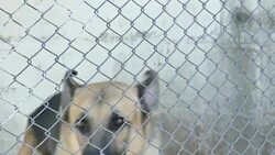 Dogs Barking Stock Footage