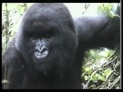 Hutu militants kill and eat rare mountain gorillas News Clip