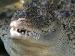 CU RF View of Static crocodile face / Northern Territory, Australia Stock Footage