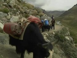 Close Up Shot people and yaks trekking through the mountains Stock Footage