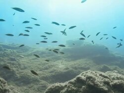 Beautiful moving shot filming a school of fish swimming in light water near coral Stock Footage