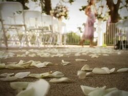 Flower Petals Stock Footage