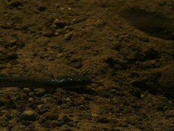 Close Up Slow Motion -  Frog hidden, covered in dirt, strikes at a small snake with its tongue / California USA Stock Footage