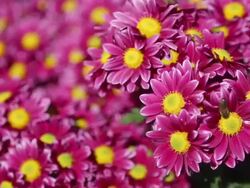 autumn flowering chrysanthemums Stock Footage