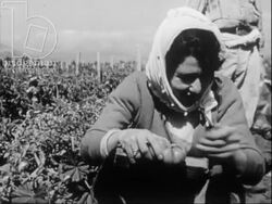 Israelite women in Kibboutz working the fields, sharing meals and voting while the children are in creche. c.1960 Stock Footage