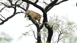 Kruger National Park News Clip