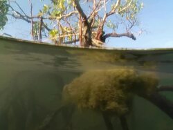 CU Shot of Mangrove tree emerging from estuary with submerged prop roots and large clump of algae drifting  / Pemba, Cabo Delgado, Mozambique Stock Footage