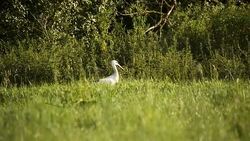 Looking for frogs Stock Footage