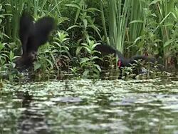 MS SLO MO TS Common Moorhen or European Moorhen, gallinula chloropus, Adult chasing Immature in Pond / Vieux Pont, Normandy, France Stock Footage