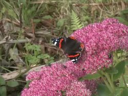Red Admiral (Vanessa atalanta) feeding on Sedum, zoom in, UK Stock Footage