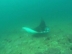 Scientist with DNA stick, takes sample, Mozambique  Stock Footage