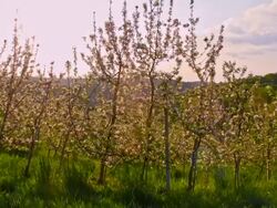 SLO MO Apple tree orchard at dawn Stock Footage