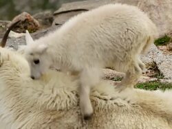 MS TS Shot of mountain goat kid jumping on nanny while she is trying to rest / Idaho Springs, Colorado, United States Stock Footage