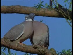 MCU Low angle, Pair of Wood pigeons preen each other on branch, England Stock Footage
