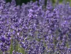 Lavender Stock Footage