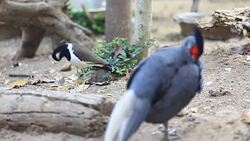 Rooster crowing Stock Footage