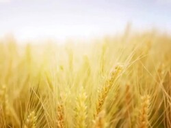 HD1080:Ripe wheat,closeup,static Stock Footage