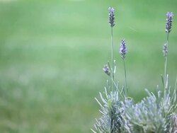 HD: Close up of violet Lavenders Flowers Stock Footage