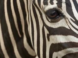 Zebra Stock Footage