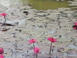 Water lily Lotus in Pond Stock Footage