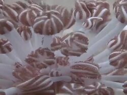 Soft Coral Stock Footage