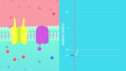 The Heart, part 2 - Heart Throbs: Crash Course A&P Instructional Video
