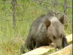 Brown bear (Ursus arctos) cub scratching on boardwalk, Russia Stock Footage