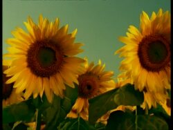 BCU Animatronic Sunflowers, flower heads rise and turn to sun, camera tracks up to reveal field then sky Stock Footage