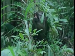 MS Tapir walking through undergrowth feeding, South America Stock Footage