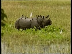 Monsoons take their toll on endangered one-horned rhinos News Clip
