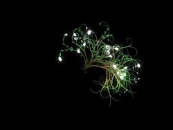 growing flowers Stock Footage