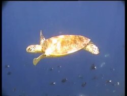 MS Green Turtle swims below camera over reef,  high angle, Sipadan, Borneo, Malaysia Stock Footage
