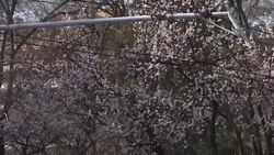 Springtime in Pyongyang with flowering blossom trees Instructional Video