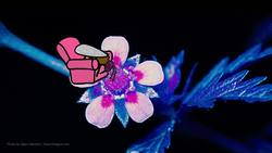 Who Are Flowers Trying To Seduce? Instructional Video