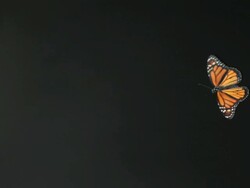High Speed Monarch butterfly (Danaus plexippus) flying against black background Stock Footage