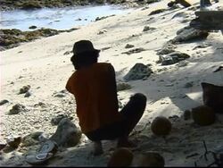Coconut Farmer Stock Footage