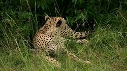 Cheetah Stock Footage