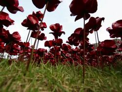 Blood Swept Lands And Seas of Red Poppy Installation Stock Footage