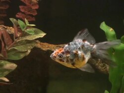 Goldfish, Calico Ryukin, Carassius auratus, HD Stock Footage