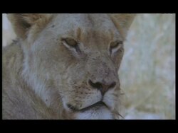 African Lion (Panthera leo) - Lioness resting, sleeping in shade of trees, hyena corpse under tree, MCU lion's face (various shots) Stock Footage