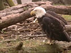 Bald Eagle Stock Footage