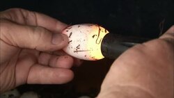 A scientist shines a flashlight into crocodile eggs. Stock Footage