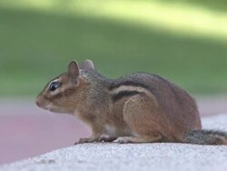Chipmunk 9-2: HD 1080/30f Stock Footage
