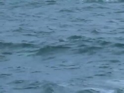 Medium tilt-down tilt-up - A great white shark breaches and splashes down. Stock Footage