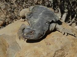 Spiny-tailed lizard (Uromastyx dispar) basking in the sun on a rock Stock Footage